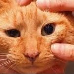 Cara Menyembuhkan Mata Kucing Belekan