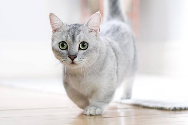 Cara Merawat Kucing Munchkin