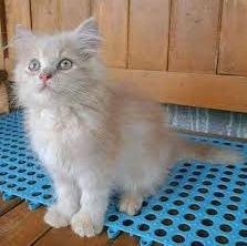 Cara Merawat Kucing Persia Medium