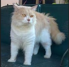 Ciri-Ciri Sifat Karakteristik Kucing Persia Medium