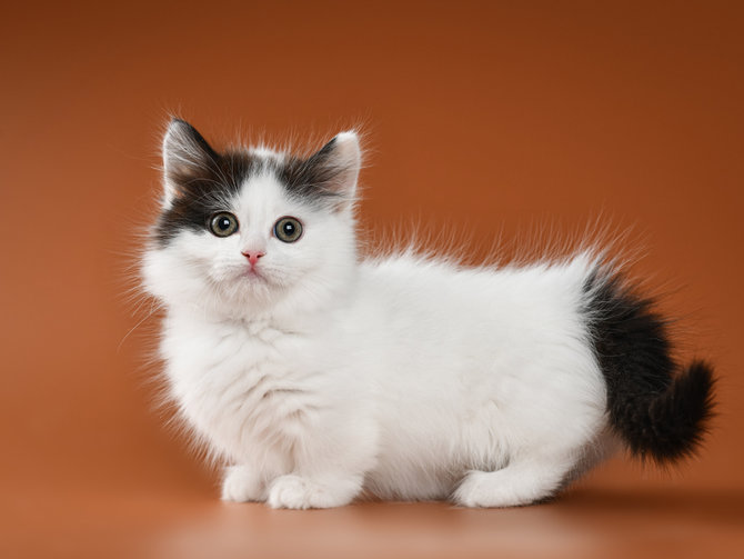 Ciri Karakteristik Kucing Munckin