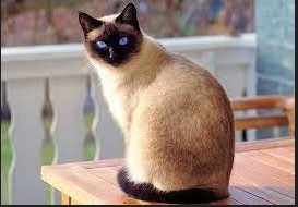 Ciri Karakteristik Kucing Siam
