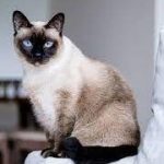 Daftar Harga Kucing Siam Terbaru 2023 Beserta Jenis, Ciri Karakteristik dan Cara Memeliharanya