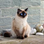 Daftar Kisaran Harga Kucing Himalaya Dipasaran 2023 Beserta Ciri Karakteristik dan Cara Memeliharanya