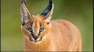 Harga Kucing Caracal