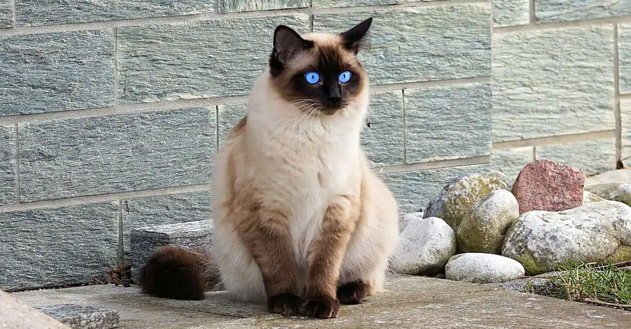 Harga Kucing Himalaya Kampung