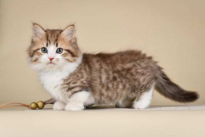 Harga Kucing Munchkin