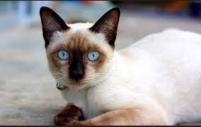 Jenis Kucing Siam
