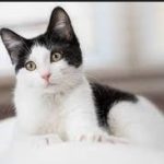 Jenis Ras Kucing Hitam Putih Paling Cocok Buat Dipelihara Sangat Recommended 2023
