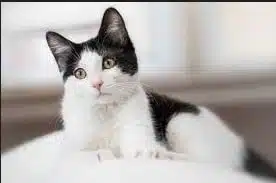 Jenis Ras Kucing Hitam Putih Paling Cocok Buat Dipelihara Sangat Recommended 2025