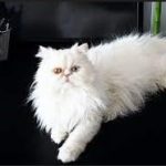 Kisaran Harga Kucing Persia Putih Beserta Jenis Lainnya Terbaru 2023