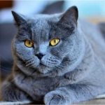Kucing Persia Abu Abu Ciri-Ciri, Sifat Karakeristik dan Cara Merawatnya Terbaru 2023