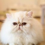 Kucing Persia Peaknose Ciri-Ciri, Sifat Karakteristik, Harga dan Cara Merawatnya 2023