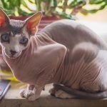 Kucing Sphynx Tanpa Bulu Mengenal Fakta dan Cara Merawatnya 2023 - 2024