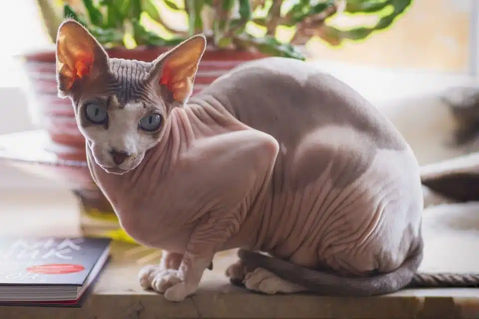 Kucing Sphynx Tanpa Bulu Mengenal Fakta dan Cara Merawatnya 2025 - 2026