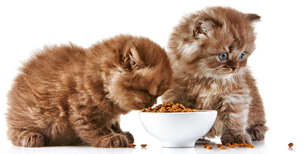 Makanan Kucing Persia