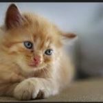 Mata Kucing Belekan Ini Penyebab dan Cara Mengobatinya Bahan Alami Serta Resep Dokter Paling Ampuh 2023