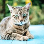 Mengenal Fakta Kucing Jawa Asli Indonesia Jarang Diketahui Banyak Orang 2023 -2024