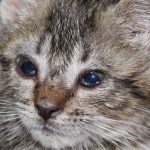 Mengenal Gejala dan Jenis Kucing Sakit Mata Jarang Diketahui 2023