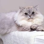 Mengenal Jenis Jenis Kucing Persia dan Harganya Terbaru 2023 Beserta Cara Merawatnya