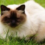 Mengenal Karakteristik Kucing Himalaya Kampung Harga dan Cara Merawatnya Terbaru 2023