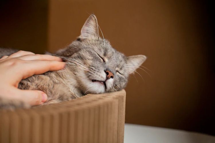 perawatan Cara Mengobati Kucing Yang Sakit Tidak Mau Makan