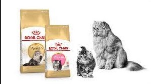 royal canin Makanan Kucing Persia