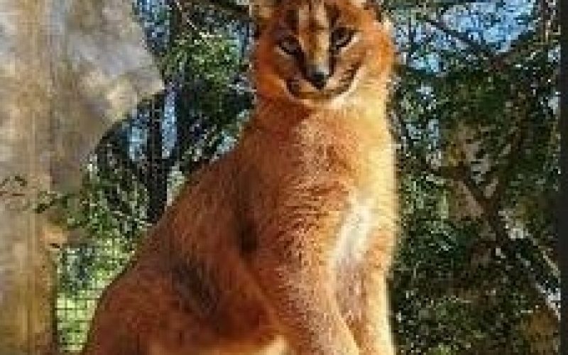 Ciri Karakteristik Kucing Caracal Harga Paling Mahal Didunia 2023