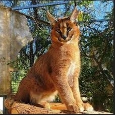 Ciri Karakteristik Kucing Caracal Harga Paling Mahal Didunia 2023