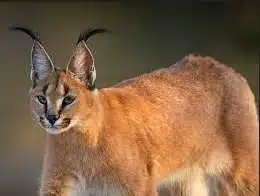 Karakterisitik Kucing Caracal