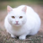 Mengenal Fakta Kucing Putih Jarang Diketahui Banyak Orang Terbaru 2023