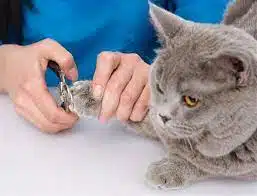 Harga Jasa Grooming Kucing di Bandung Kulon Kota Bandung Timur, Utara, Barat, Selatan, faunafella