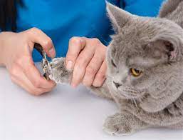 Harga Jasa Grooming Kucing di Lakarsantri Surabaya, Jasa Panggilan Grooming Kucing Terdekat Harga Murah 2025, faunafella