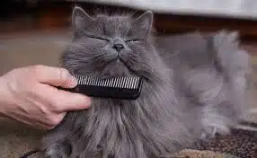Jasa Grooming Kucing Di Astana Anyar Kota Bandung, Jasa Panggilan Grooming Kucing Terdekat Harga Murah 2024