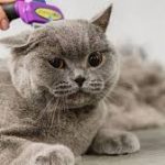 Jasa Grooming Kucing Di Babakan Ciparay Kota Bandung, Jasa Panggilan Grooming Kucing Terdekat Harga Murah 2024
