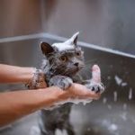 Jasa Grooming Kucing Di Bandung Kidul Kota Bandung, Jasa Panggilan Grooming Kucing Terdekat Harga Murah 2024