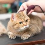 Jasa Grooming Kucing Di Bubutan Surabaya, Jasa Panggilan Grooming Kucing Terdekat Harga Murah 2024
