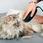 Jasa Grooming Kucing Di Cibeunying Kaler Kota Bandung, Jasa Panggilan Grooming Kucing Terdekat Harga Murah 2024