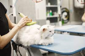 Jasa Grooming Kucing Di Cipayung Jakarta Timur, Jasa Panggilan Grooming Kucing Terdekat Harga Murah 2025