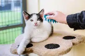 Jasa Grooming Kucing Di Coblong Kota Bandung, Jasa Panggilan Grooming Kucing Terdekat Harga Murah 2025