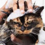 Jasa Grooming Kucing Di Grogol Petamburan Jakarta Barat, Panggilan Ke Rumah Harga Promo dan Terpercaya 2024
