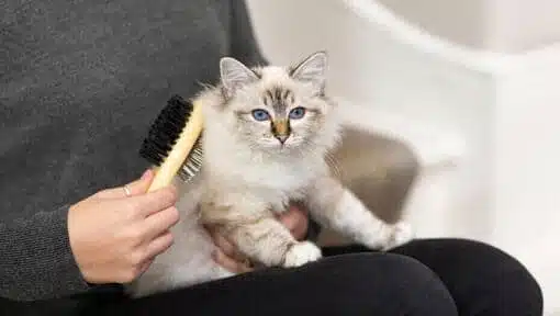 Jasa Grooming Kucing Di Jatinegara Jakarta Timur, Jasa Panggilan Grooming Kucing Terdekat Harga Murah 2025