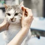 Jasa Grooming Kucing Di Johar Baru Jakarta Pusat, Jasa Panggilan Grooming Kucing Terdekat Harga Murah 2024