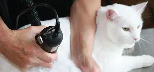 Jasa Grooming Kucing Di Karang Pilang Surabaya, Jasa Panggilan Grooming Kucing Terdekat Harga Murah 2024