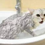 Jasa Grooming Kucing Di Kebayoran Baru Jakarta Selatan, Jasa Panggilan Grooming Kucing Terdekat Harga Murah 2024