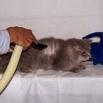Jasa Grooming Kucing Di Kebayoran Lama Jakarta Selatan, Jasa Panggilan Grooming Kucing Terdekat Harga Murah 2024