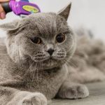 Jasa Grooming Kucing Di Kebon Jeruk Jakarta Barat, Jasa Panggilan Grooming Kucing Terdekat Harga Murah 2024