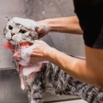 Jasa Grooming Kucing Di Kembangan Jakarta Barat, Jasa Panggilan Grooming Kucing Terdekat Harga Murah 2024