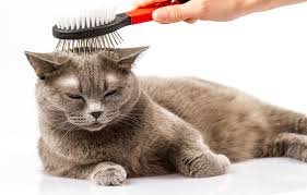 Jasa Grooming Kucing Di Kepulauan Seribu Selatan Jakarta, Jasa Panggilan Grooming Kucing Terdekat Harga Murah 2025