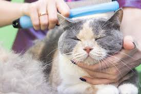 Jasa Grooming Kucing Di Lakarsantri Surabaya, Jasa Panggilan Grooming Kucing Terdekat Harga Murah 2025